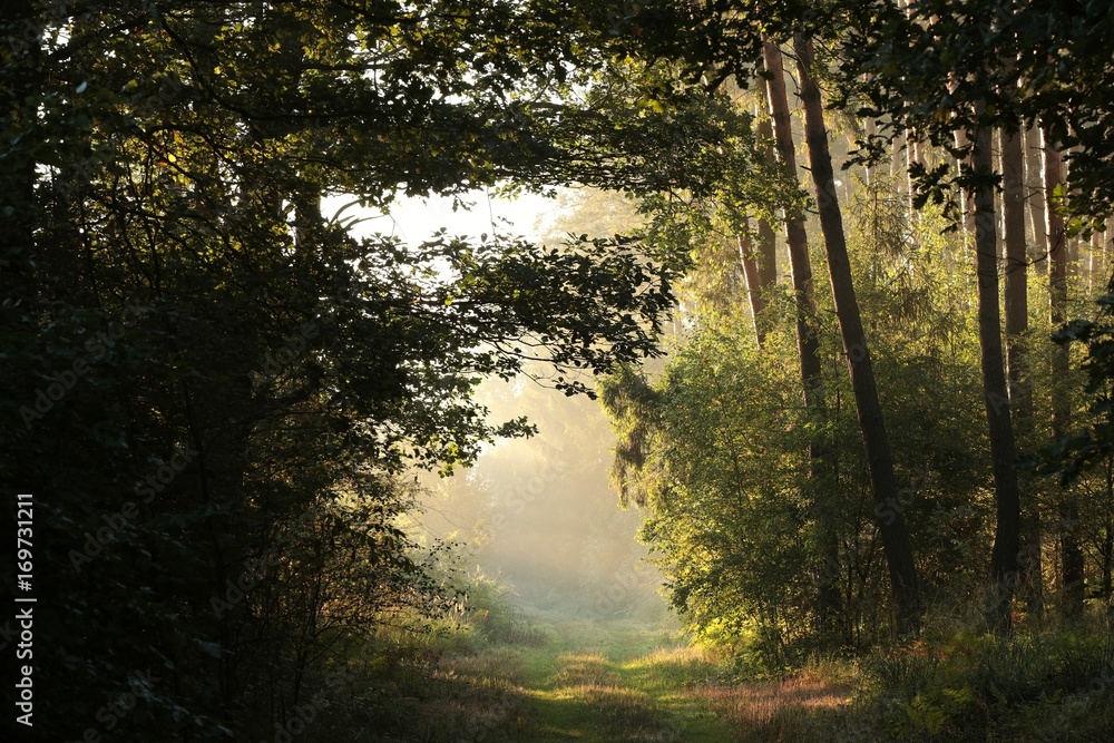 Naklejka premium Rural road through the forest at sunrise