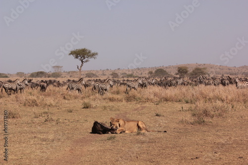Photography Serengeti wildlife