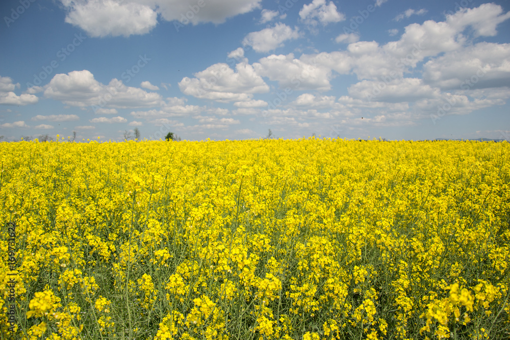 Field of yellow flowering oilseed rape isolated on a cloudy blue sky in springtime (Brassica napus), Blooming canola, bright rapeseed plant landscape at spring. Countryside scene. Agricultural concept Field of yellow flowering oilseed rape isolated on a cloudy blue sky in springtime (Brassica napus), Blooming canola, bright rapeseed plant landscape at spring. Countryside scene. Agricultural concept
