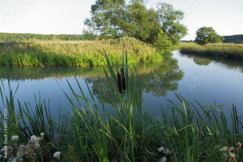 Nice nature background. Bulrush on front line and beautiful lansdcape on background photo