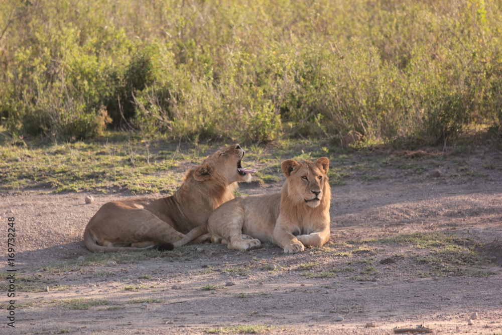 Fototapeta premium Serengeti wildlife