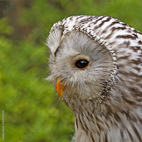 portrait of an ural