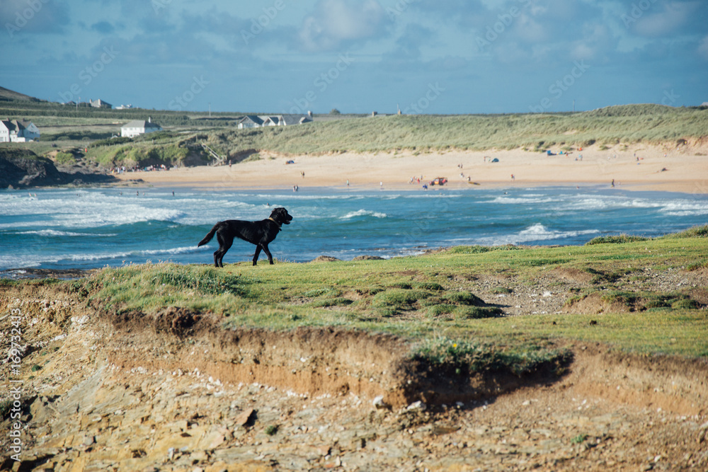 Chien se baladant sur la lande anglaise Chien se baladant sur la lande anglaise