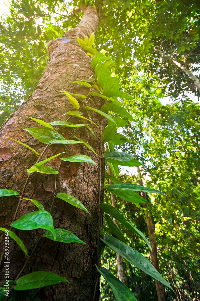 Fototapeta premium Climbing vine in Borneo rain forest, Tabin wildlife Lahad datu, Sabah Borneo, Malaysia.