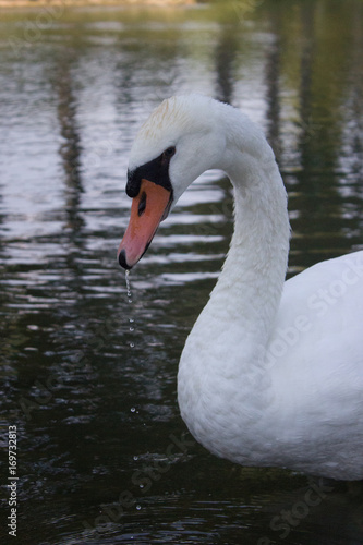 Schwan
