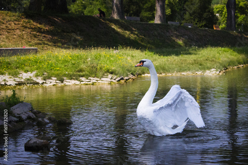 Schwan