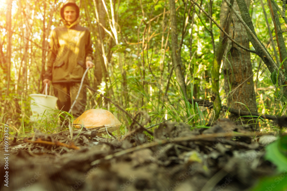 Young woman gathers mushrooms in the forest. Warm Sunny morning.