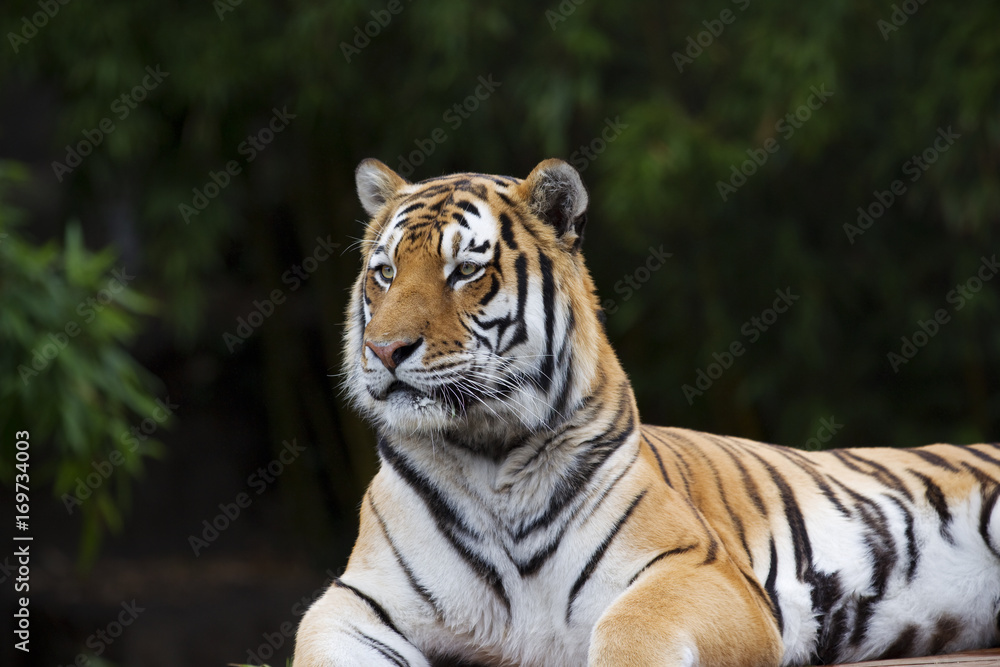 Sumatran Tiger