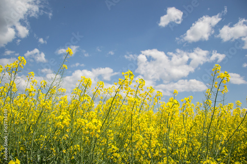 Field of yellow flowering oilseed rape isolated on a cloudy blue sky in springtime (Brassica napus), Blooming canola, bright rapeseed plant landscape at spring. Countryside scene. Agricultural concept