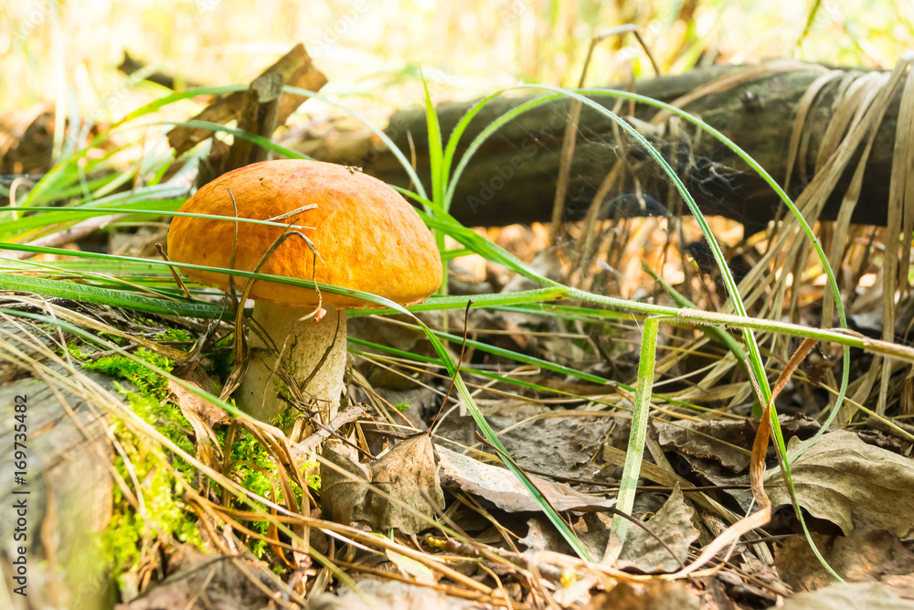 Mushroom boletus in the forest bathed in natural light. Mushroom boletus in the forest bathed in natural light.