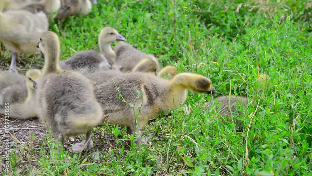 Goslings tweak the grass in yard Goslings tweak the grass in yard