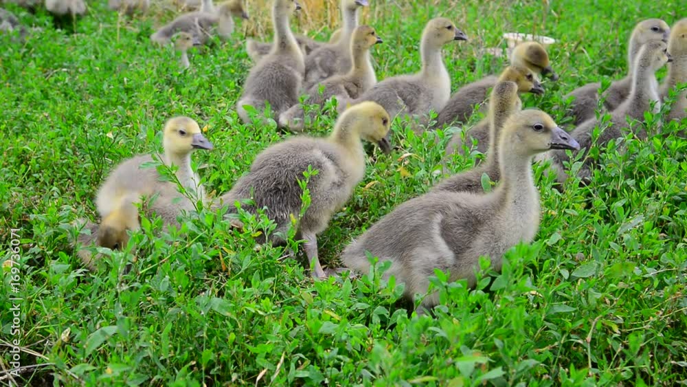 Goslings tweak the grass in yard Goslings tweak the grass in yard