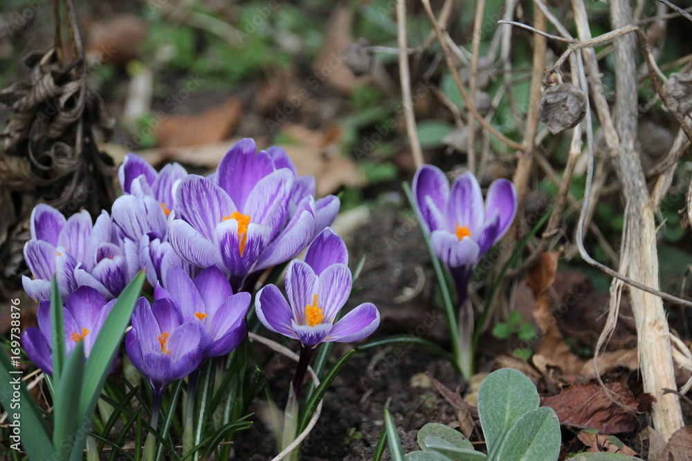 violet flower closeup crocus