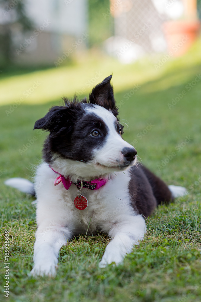 cute puppy on grass