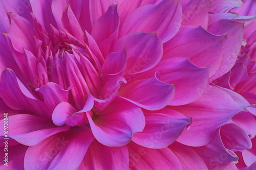 Pink Dahlia close-up