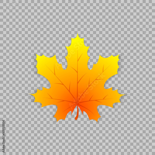 Maple leaf in a realistic style on transparent background  isolated object. Vector illustration