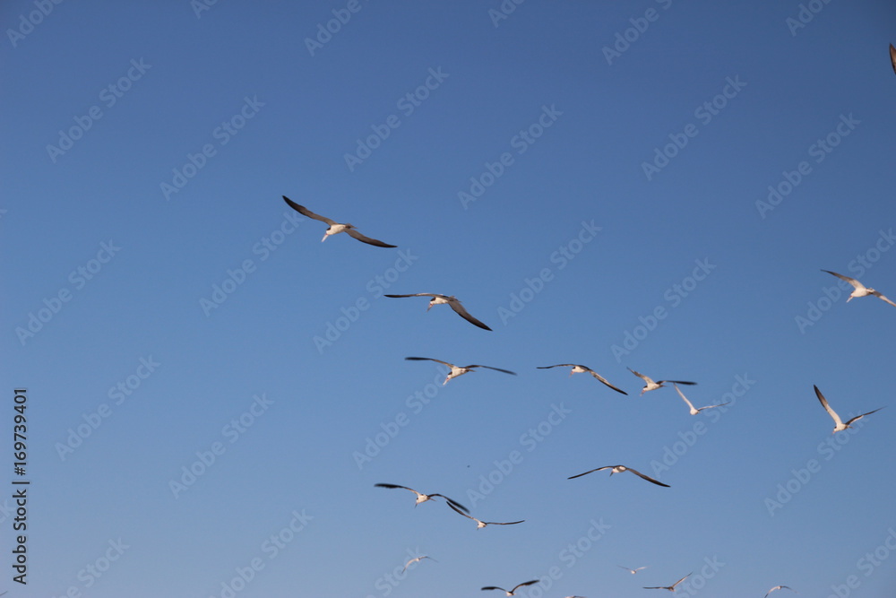 flying seagulls at florida beachside, beautiful blue background