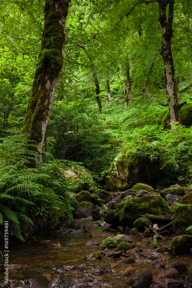 Naklejka premium calm stream among stones, fern and tall trees