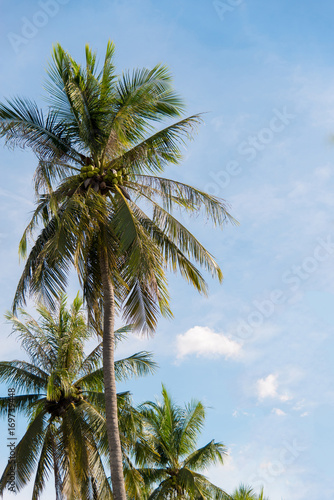 Coconut with sky.