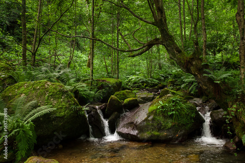 small cascades of water with stones and green dense forest