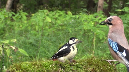 European Jay and a great spotted woodpecker on a stump. 