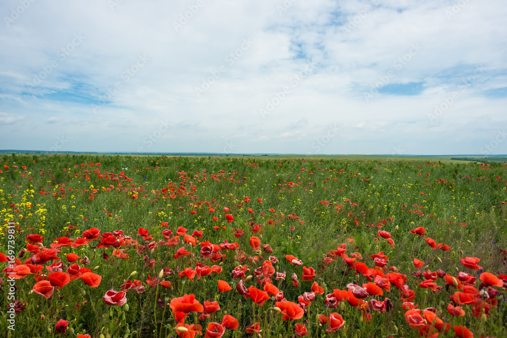 Panoramic photo of red poppy flower with buds in the meadow. Nature composition poppy flowers.
