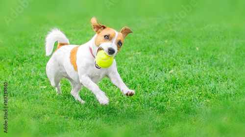 A frisky dog Jack Russell Terrier running with a yellow Tennis ball on green lawn outdoor at summer day. Copy-space left