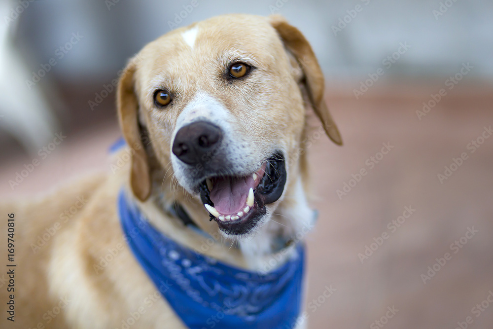 Labrador meets the house, ran to a meeting, happy Labrador meets the house, ran to a meeting, happy