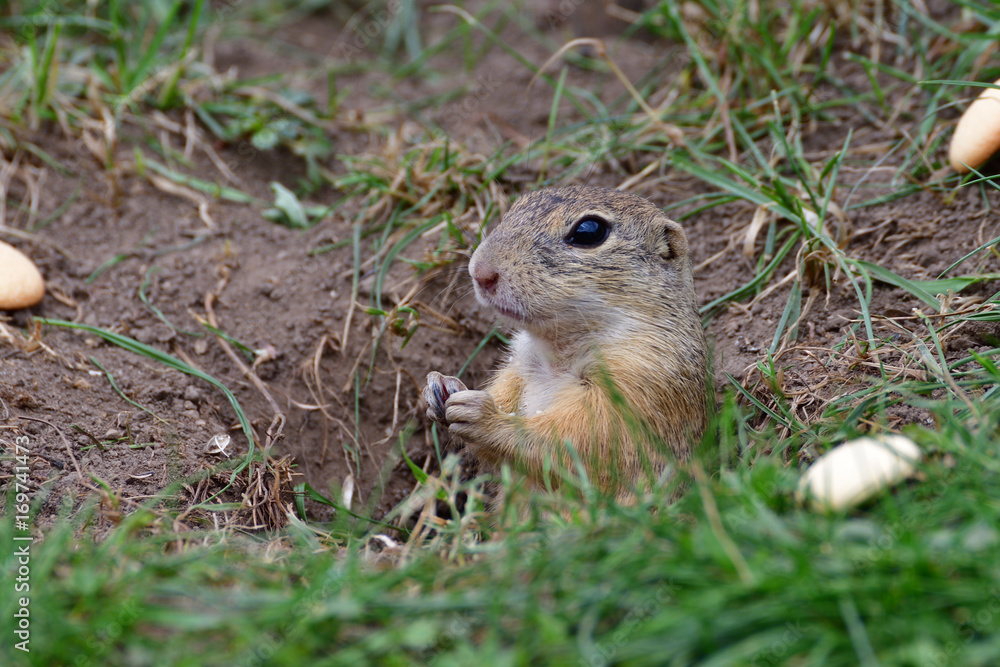 ground squirrel grazing and lurking in the grass ground squirrel grazing and lurking in the grass