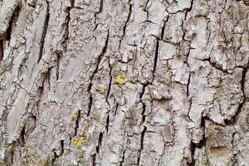Gray tree bark with green lichens closeup