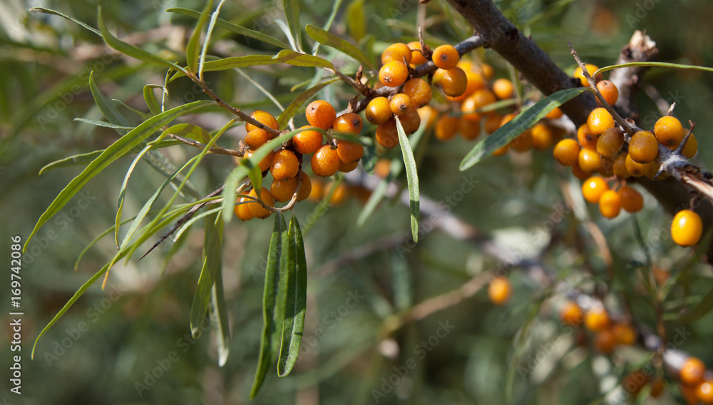 sea buckthorn