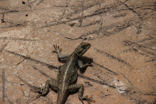 curious lizard on a stone plate close-up