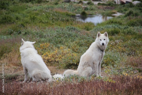 Schlittenhunde in Ilulissat