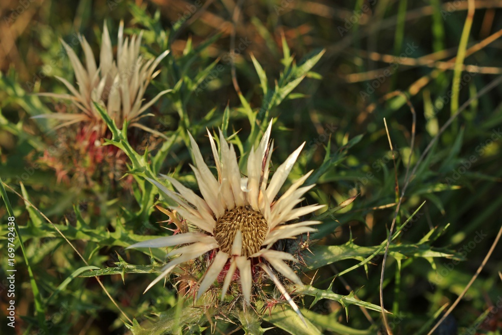 Krausblatt-Silberdistel (Carlina acaulis ssp. caulescens) Krausblatt-Silberdistel (Carlina acaulis ssp. caulescens)