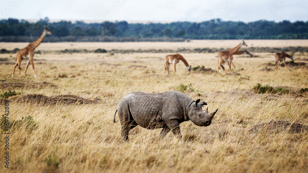 Naklejka premium Critically Endangered Black Rhino in Africa