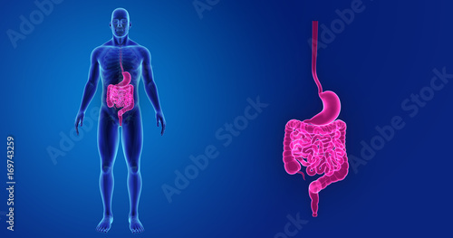 Stomach and intestine zoom with skeleton anterior view