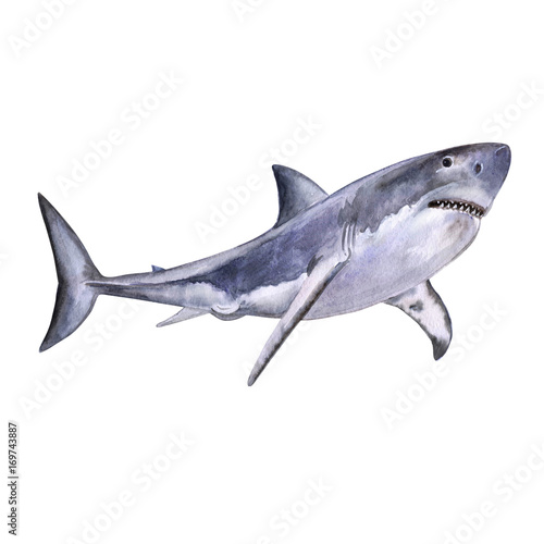 Watercolor is an excellent white shark. White death of a shark isolated on a white background. For design  prints  background. Watercolor. Illustration