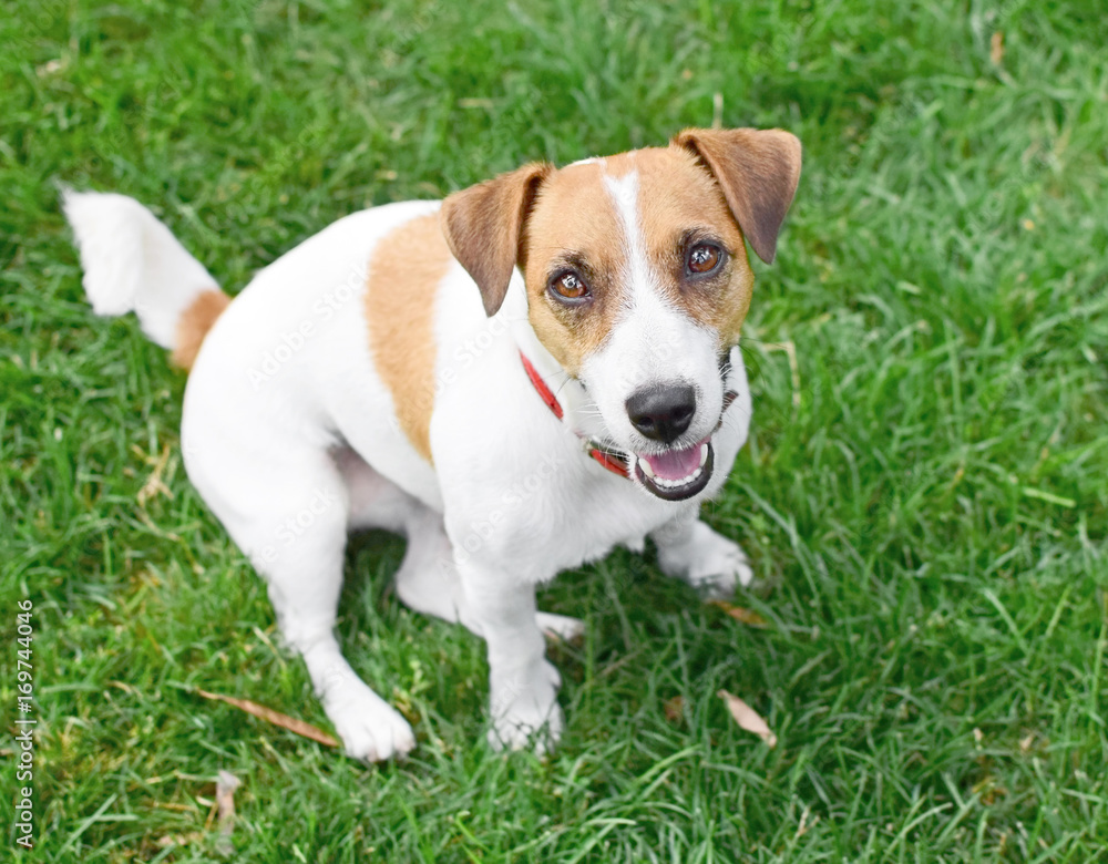 A cute happy purebred dog Jack Russell Terrier sitting on green lawn outdoor at summer day. A sweet doggy looking up