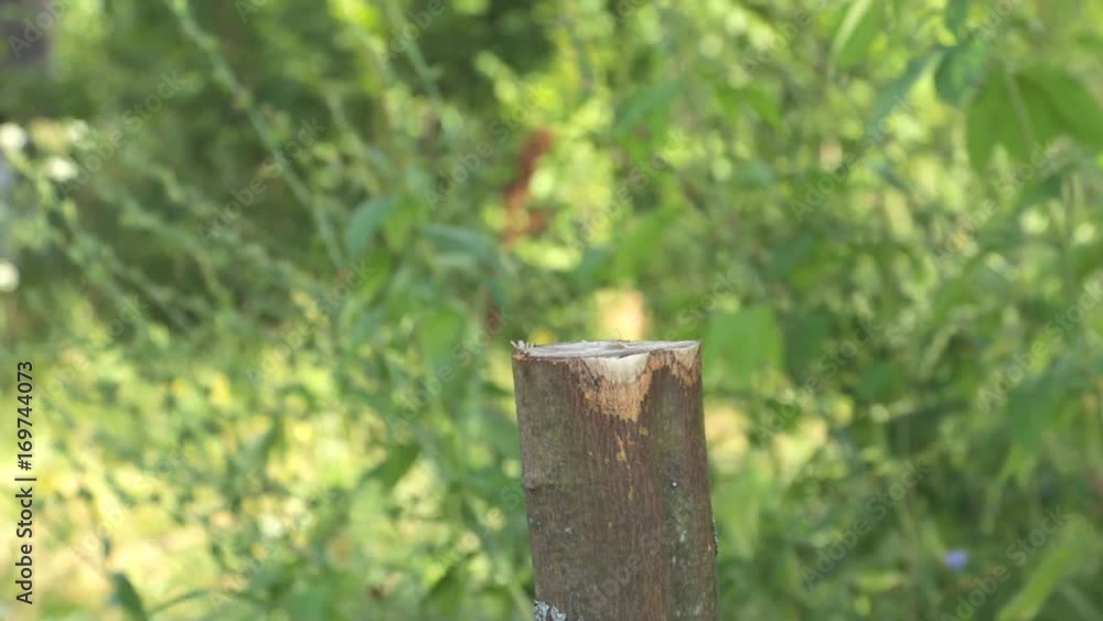 Man hammering into the ground a wooden post with a sledgehammer Man hammering into the ground a wooden post with a sledgehammer