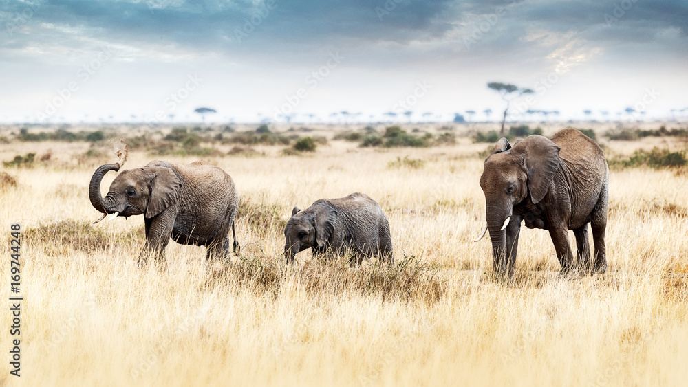 Three Elephants Walking in Kenya Africa Three Elephants Walking in Kenya Africa