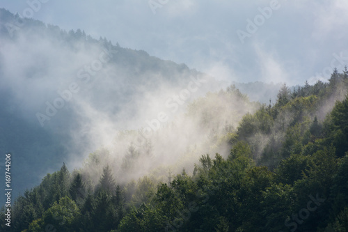 foggy forest 