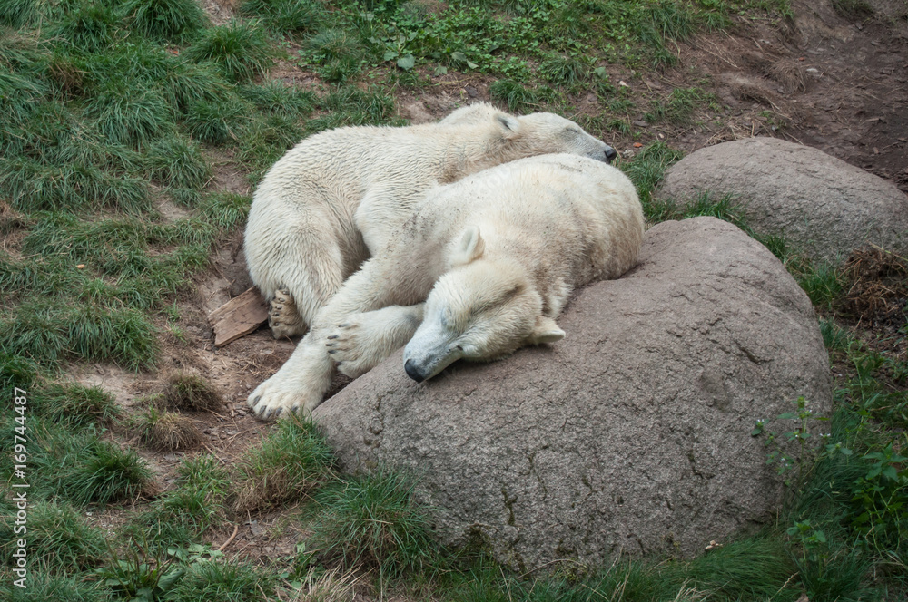ours polaire faisant la sieste ours polaire faisant la sieste