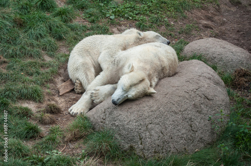 ours polaire faisant la sieste © pixarno