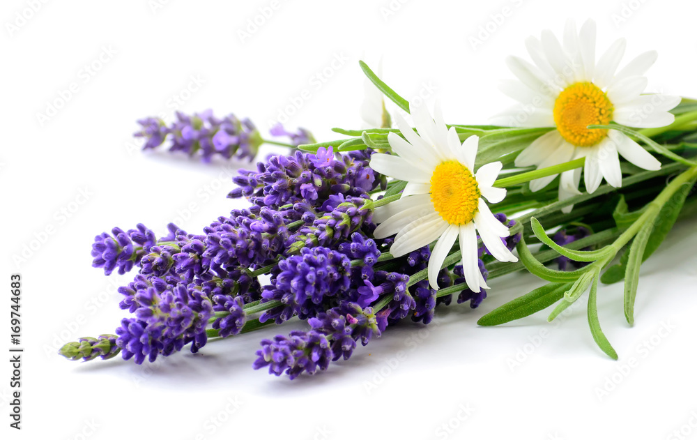 Daisies and Lavender flowers bunch on white background - obrazy, fototapety, plakaty 