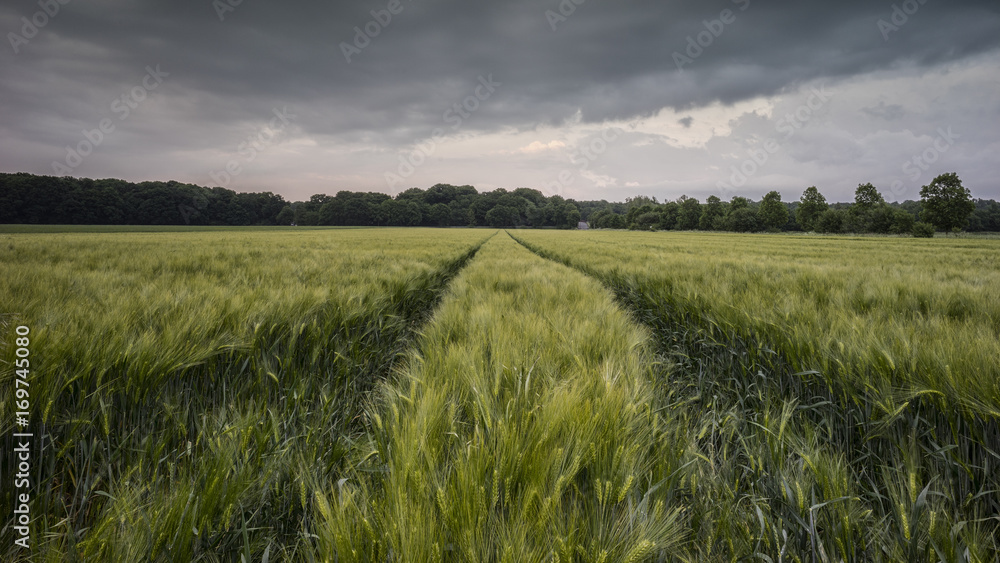 Field of Rye