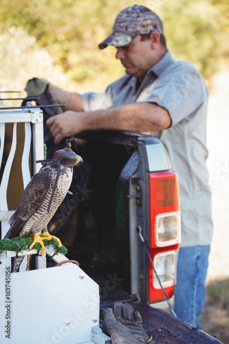 Falcon standing by car while sparrowhawk perching on cage photo