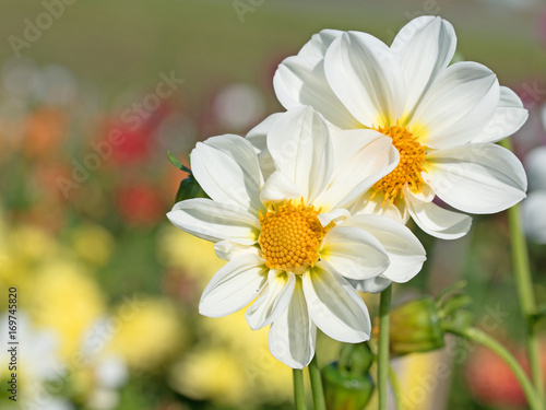 Dahlien  Dahlias