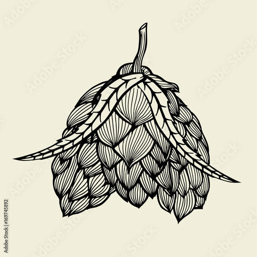 Beer hop illustration. Engraved style illustration. Vintage beer design. Vector illustration