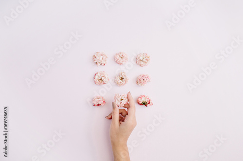 Girl's hand holding pink dry rose buds on pink background. Flat lay, top view. Flowers background.