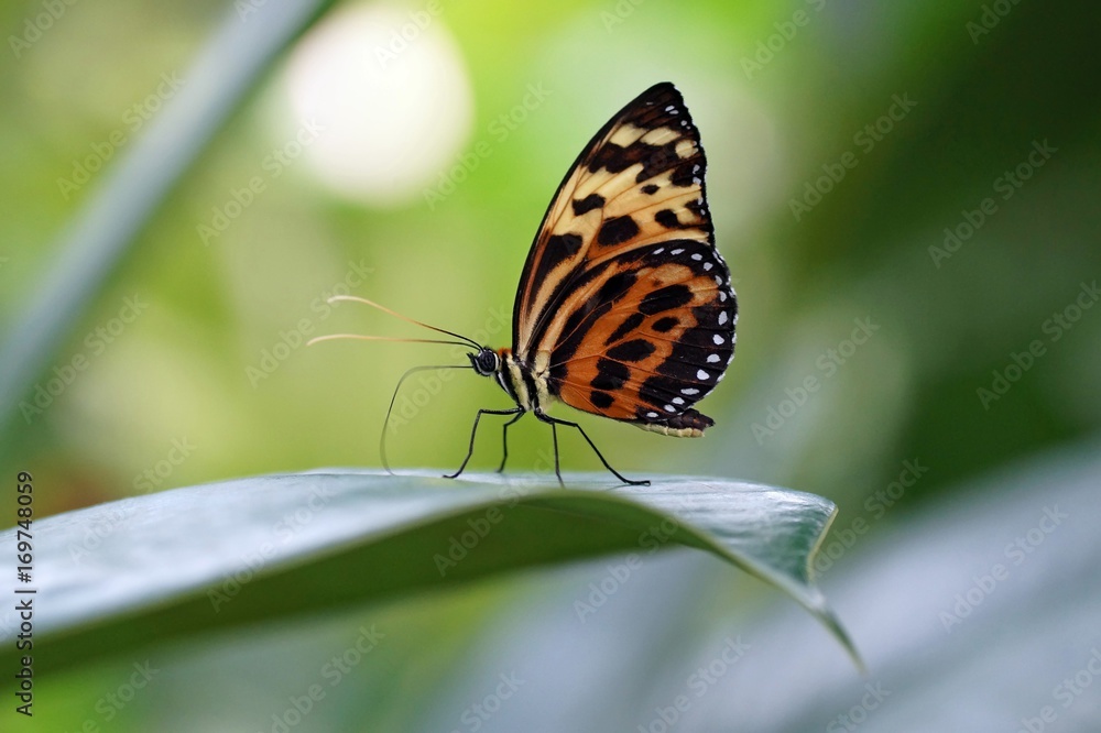 Fototapeta premium Getigerte Passionsblumenfalter (Heliconius ismenius)